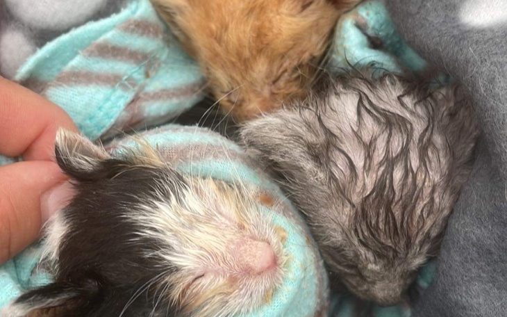 Zbiórka Na leczenie kotków z lasu - zdjęcie główne