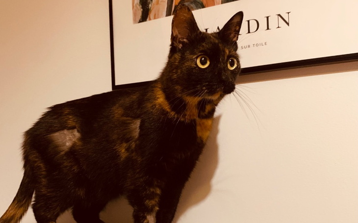 Zbiórka Pomoc dla Pelagii - zdjęcie główne