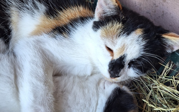 Zbiórka Na leczenie kotki ... - zdjęcie główne