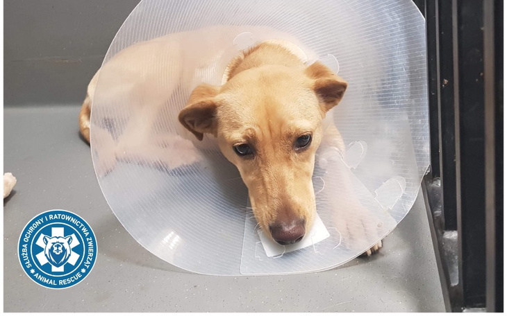 Zbiórka Koniec cierpienia Meli - zdjęcie główne