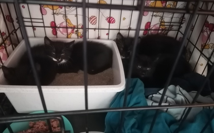 Zbiórka Tymczasy i wolnożyjące - zdjęcie główne