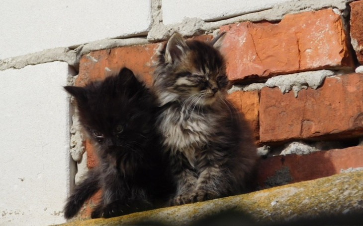 Zbiórka Odmienić los kotom wolno żyjącym - zdjęcie główne