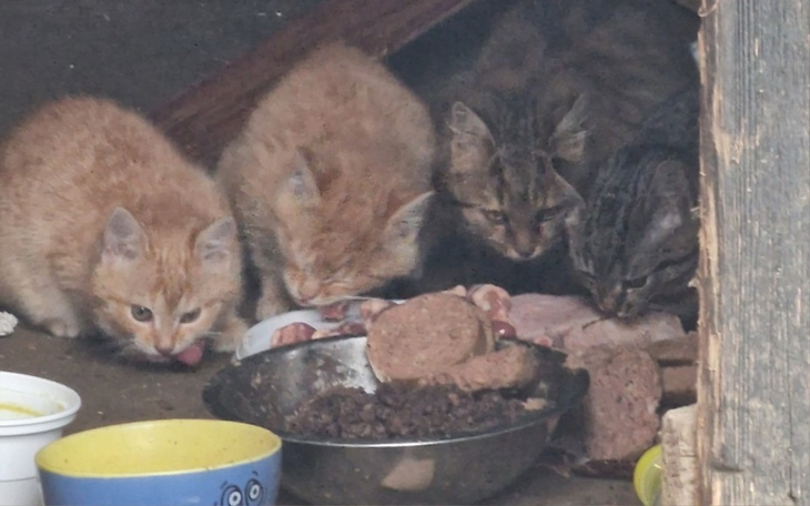 Grupa kociąt jedzących w schronieniu.