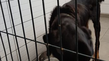 Zbiórka Ptyś liczy na cud - miniaturka zdjęcia