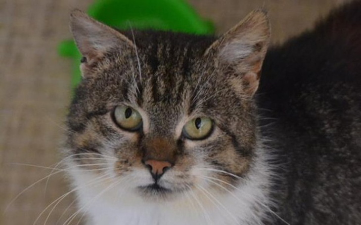 Zbiórka Lukas prosi o wsparcie :( - zdjęcie główne