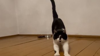 Zbiórka Urządzamy miejsce dla kotów - miniaturka zdjęcia