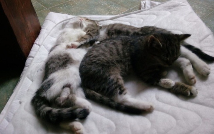 Zbiórka Rekonwalescencja maluszków - zdjęcie główne