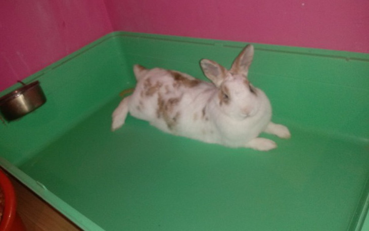 Zbiórka Na karmę, siano i ściółkę - zdjęcie główne