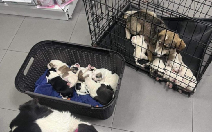 Zbiórka Od zbieraczki do azylu. - zdjęcie główne