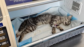 Zbiórka Oskalpowany kocurek! - miniaturka zdjęcia