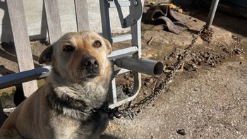 Zbiórka Nowe życie Luny - miniaturka zdjęcia