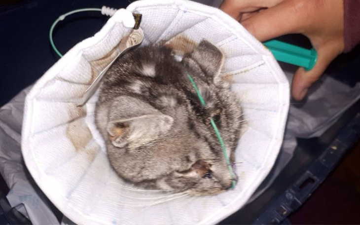 Zbiórka Daisy-ratujmy bieszczadzką kotkę - zdjęcie główne