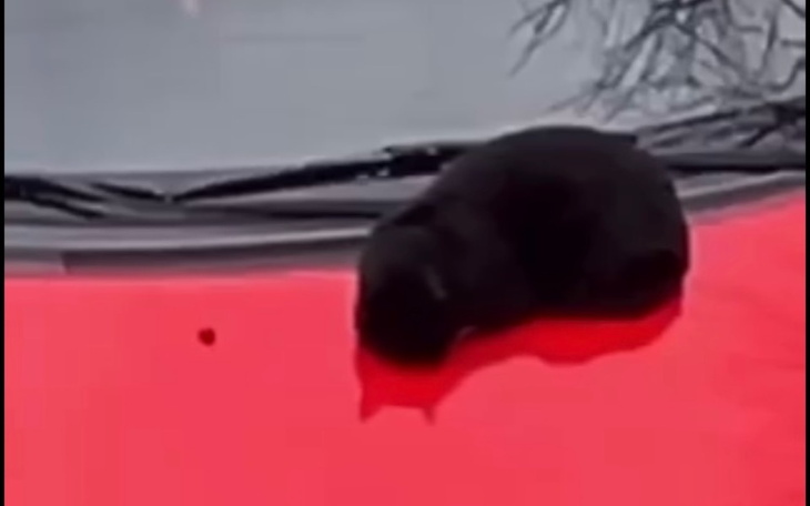 Zbiórka Zmarznięty osiedlowy kotek - zdjęcie główne