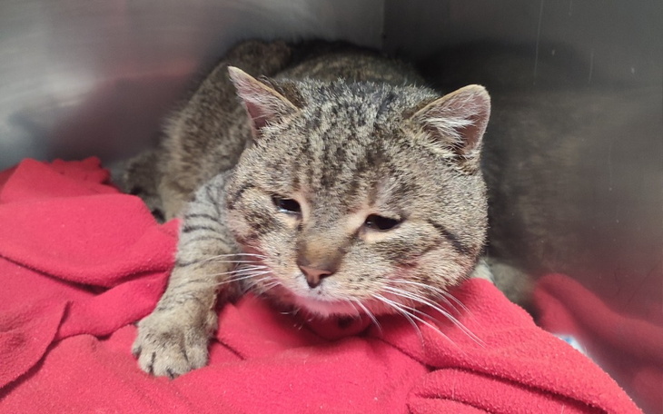 Zbiórka Przeworskie bezdomniaki - zdjęcie główne