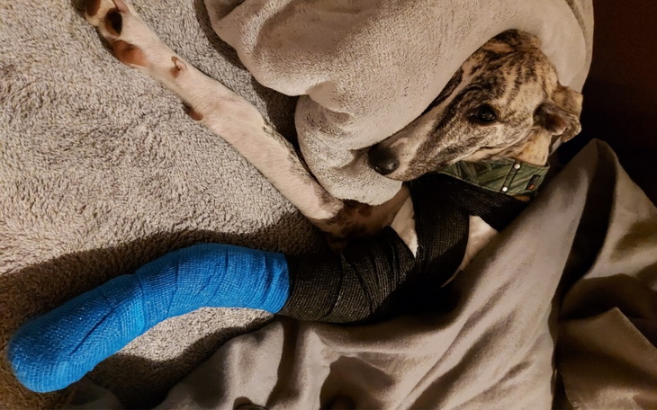 Zbiórka Złóżmy łapę Hermesa - zdjęcie główne