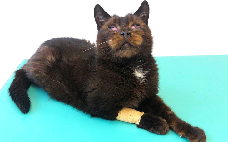 Kot z bandażem na łapie, leżący na stole.