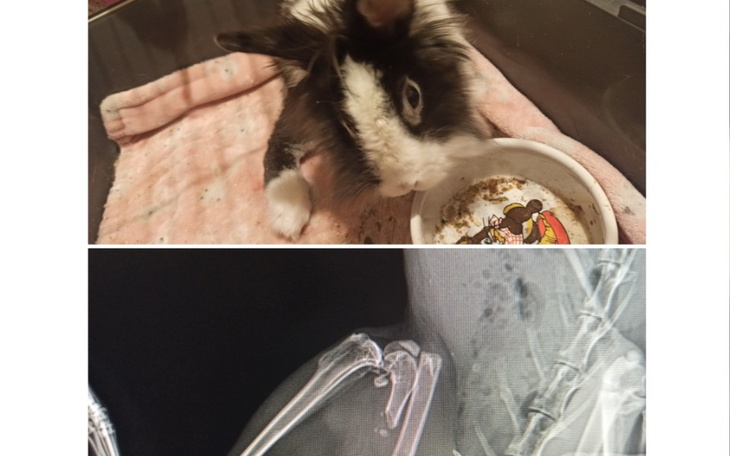 Zbiórka Operacja krolikaaa - zdjęcie główne