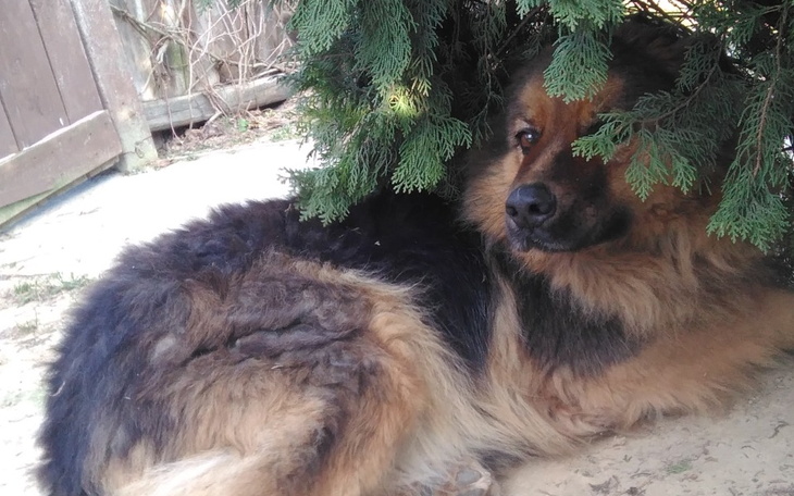 Zbiórka Piesek w POMOCY - zdjęcie główne