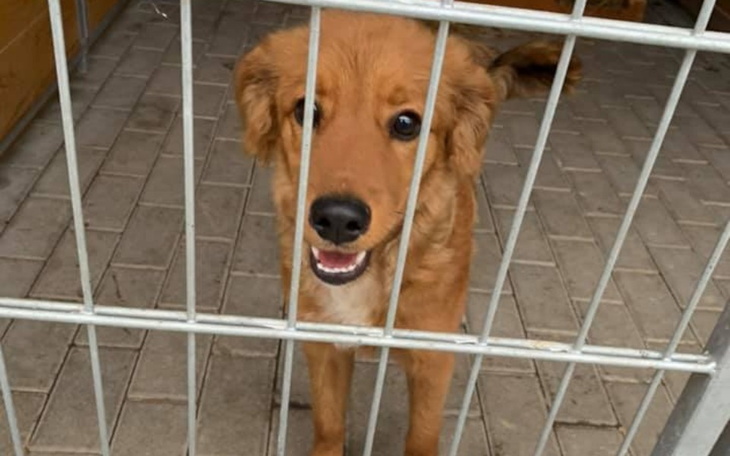 Zbiórka Bezdomne psiaki proszą o pomoc - zdjęcie główne