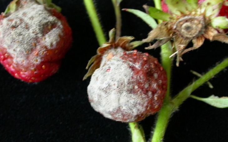 Zbiórka pomoc dla samotnej matki, - zdjęcie główne