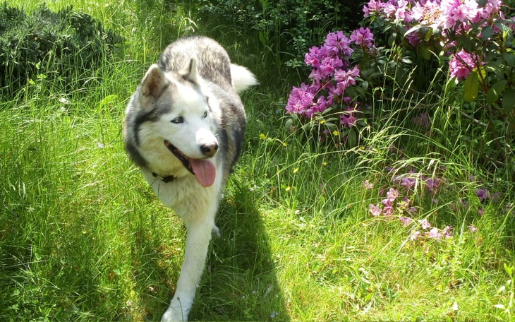 Zbiórka Na leczenie psa Amorka - zdjęcie główne