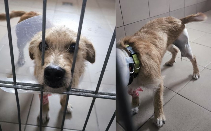 Mały piesek w kagańcu, patrzy przez kraty w schronisku.