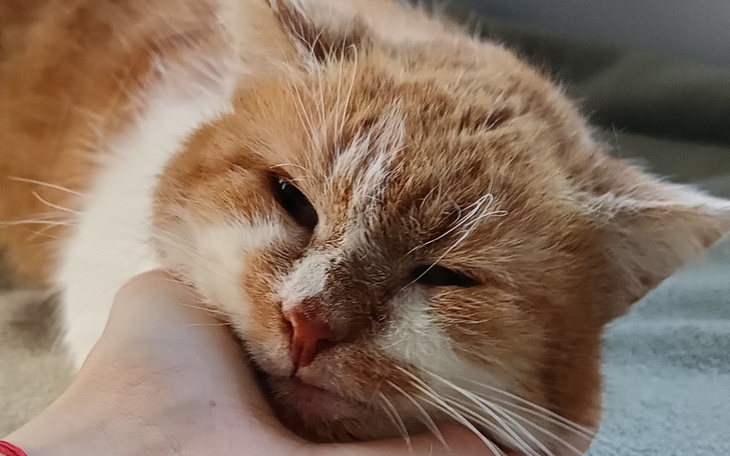 Kot leżący na ręce, wygląda na zrelaksowanego.