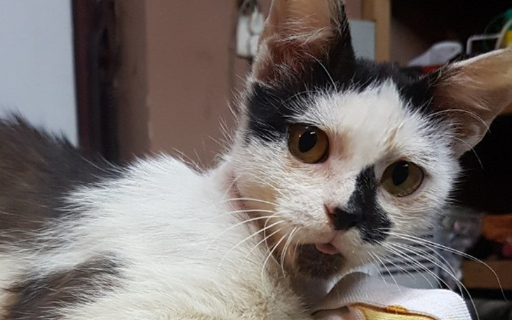 Zbiórka Uratujmy koty przed śmiercią! - zdjęcie główne