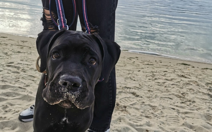 Zbiórka Na leczenie łapki Raptora - zdjęcie główne