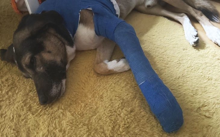 Zbiórka Na ratunek pieskowi Dio - zdjęcie główne