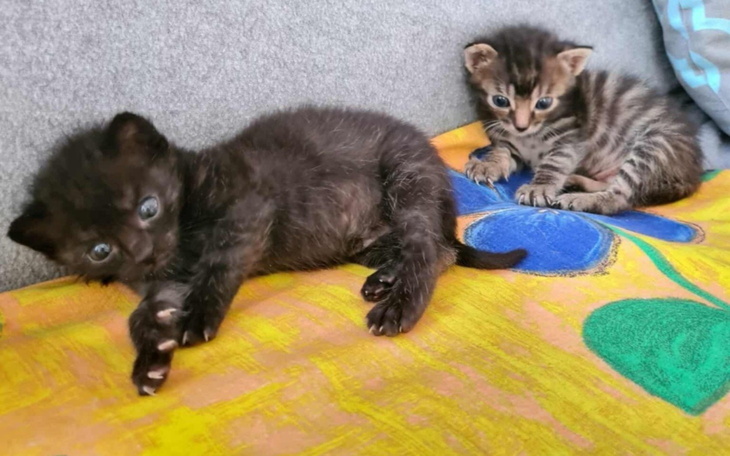 Dwa małe kotki bawiące się na kolorowej narzucie.