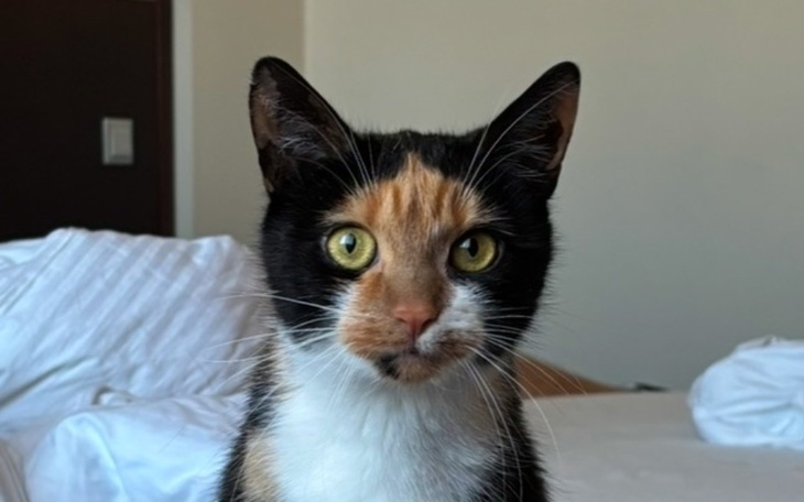 Tricolorowy kot patrzący w obiektyw, na białym tle.