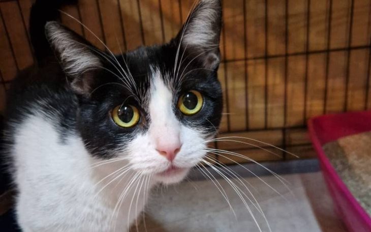 Czarnobiały kot z dużymi, zielonymi oczami w klatce.