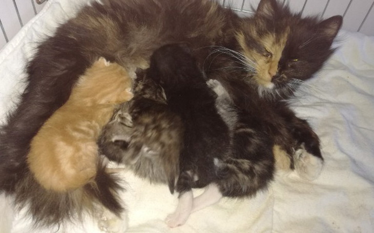 Zbiórka 17 kociąt błaga o pomoc!! - zdjęcie główne