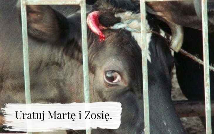 Zbiórka Marta i Zosia. Podaruj życie. - zdjęcie główne
