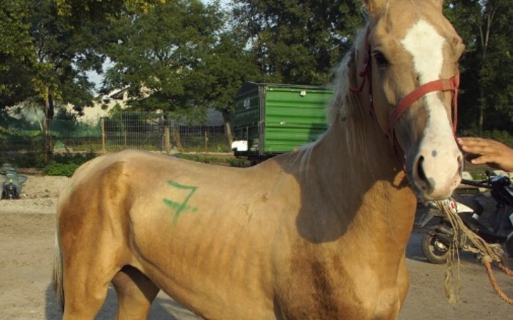 Zbiórka Ofiarować radość Złotemu - zdjęcie główne