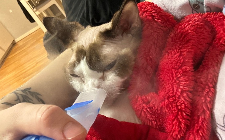 Osoba karmi kota z butelki, zwierzę owinięte w koc.