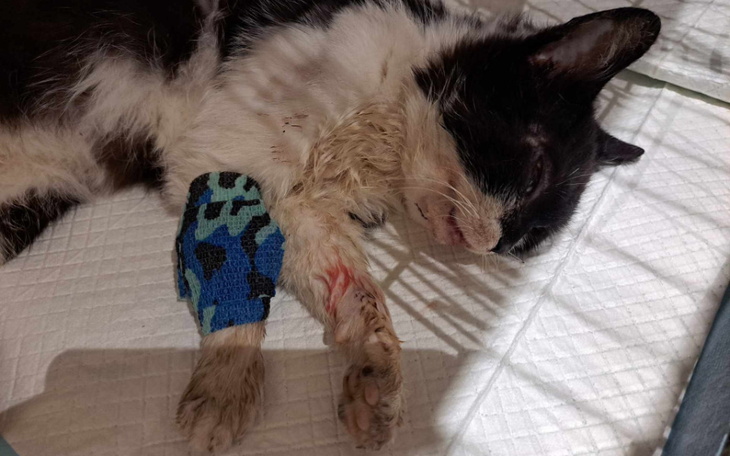 Zbiórka Bezdomny kotek po wypadku - zdjęcie główne