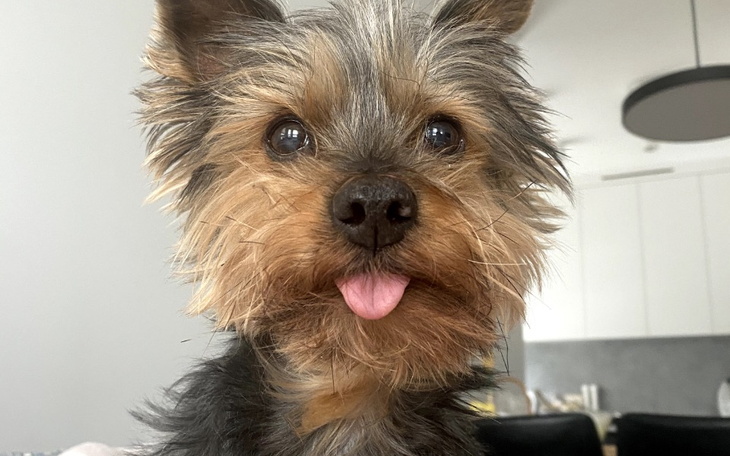 Zbiórka Pomóż Judie stanąć na 4 łapki - zdjęcie główne