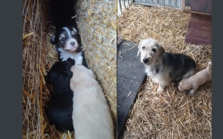 Zbiórka Uratujmy psią rodzinkę - zdjęcie główne