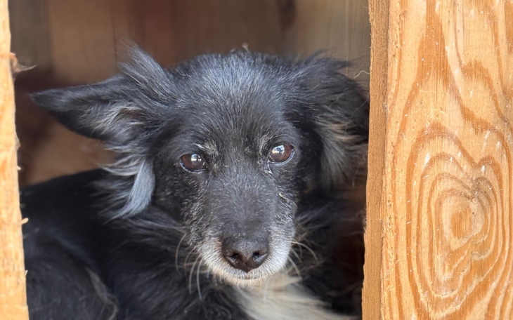 Czarny pies w budzie, z wyrazem smutku w oczach.