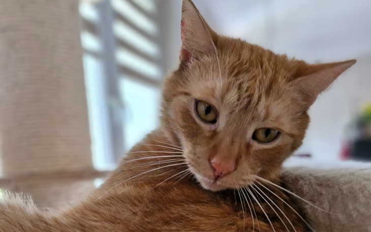 Zbiórka Na życie Bibiego - zdjęcie główne