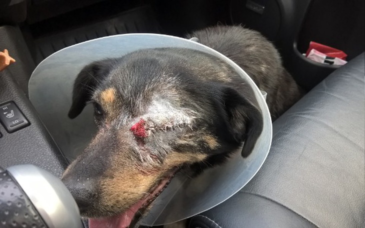 Zbiórka Dar życia dla Zuzi z nowotworem - zdjęcie główne