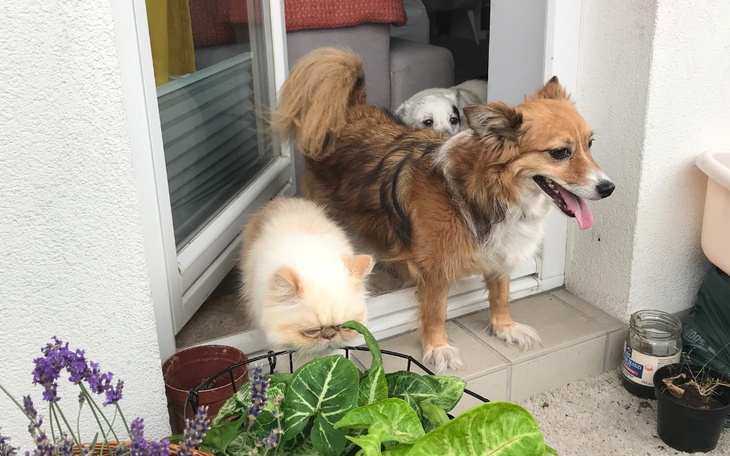 Zbiórka Utrzymanie Foxy na tymczasie. - zdjęcie główne