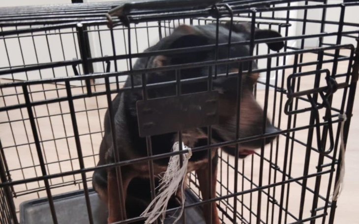 Pies w klatce, wyglądający na zmartwionego.