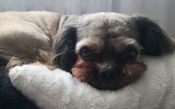 Zbiórka Operacja Toficzka - zdjęcie główne