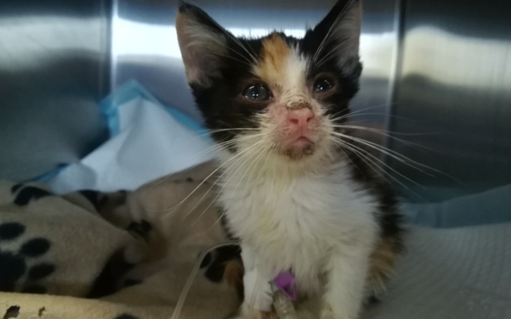 Zbiórka Ratujemy maleńką Rebetkę - zdjęcie główne