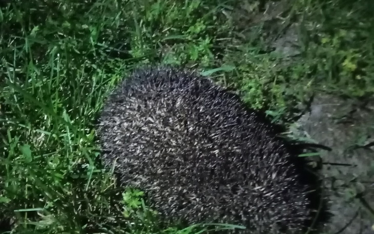 Zbiórka Niech odzyska kolory życia - zdjęcie główne