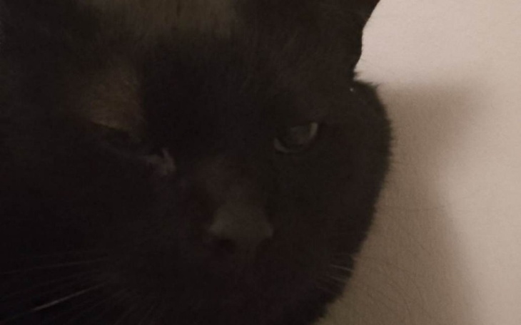 Zbiórka Pomoc dla szogunka - zdjęcie główne