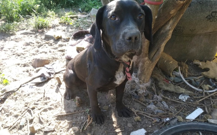 Zbiórka Roczna suczka - zdjęcie główne